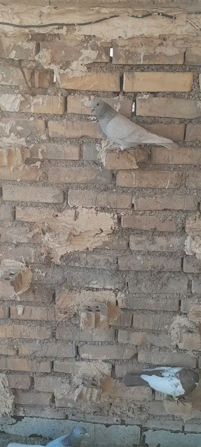 کوتعبدالله شهرک نور روبروی چمن مصنوعی|پرنده|اهواز, منازل کارون|دیوار