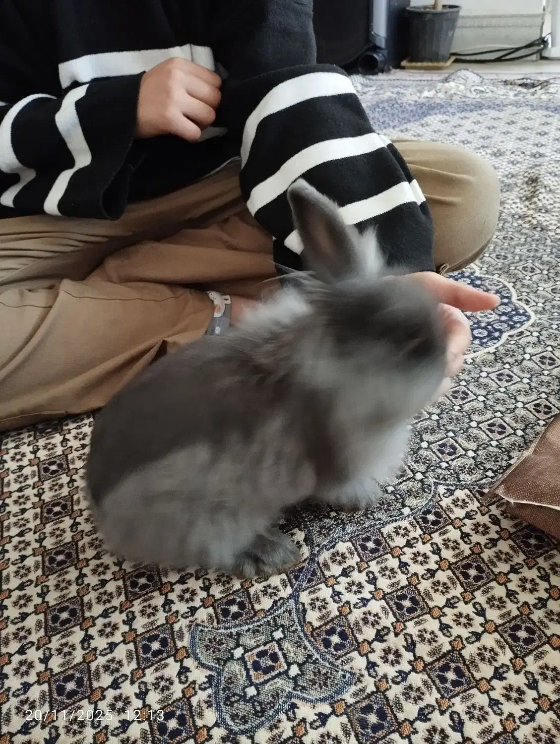 خرگوش لوپ|موش و خرگوش|ارومیه, |دیوار