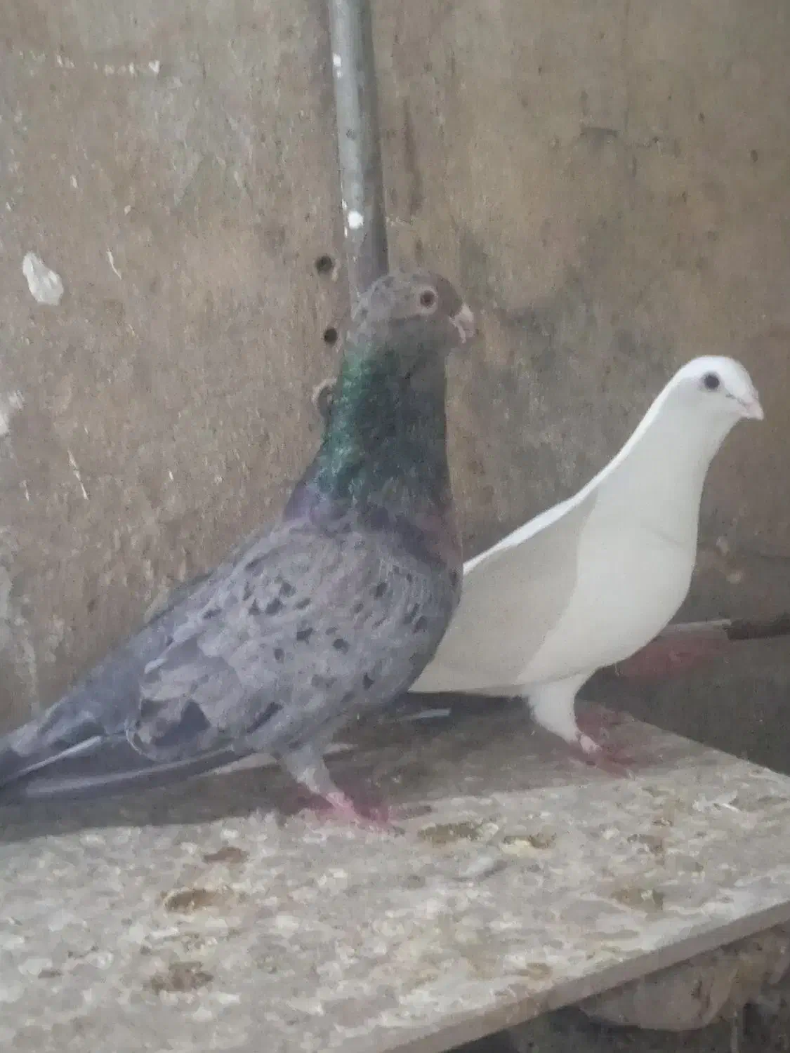 سار هفرنگ چینگ ریز و یه جفت ساده|پرنده|نیشابور, شهید جعفری|دیوار