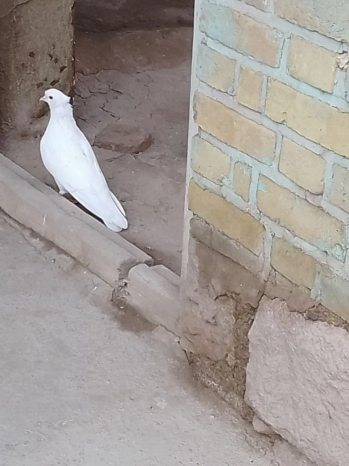 کبوتر سفید|پرنده|میانه, |دیوار