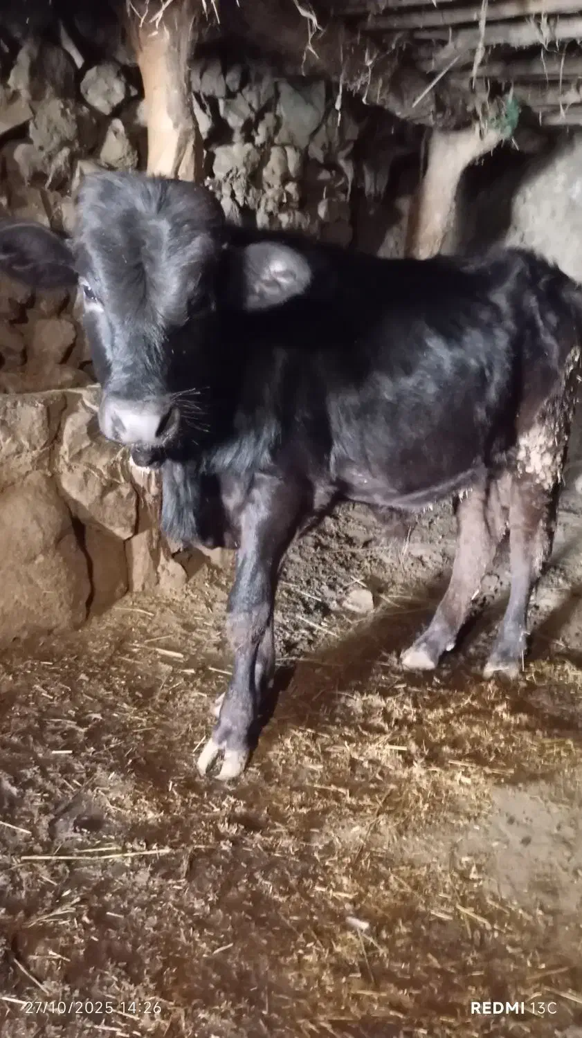 گوساله نر اصل جنس دار|حیوانات مزرعه|آبش احمد, |دیوار
