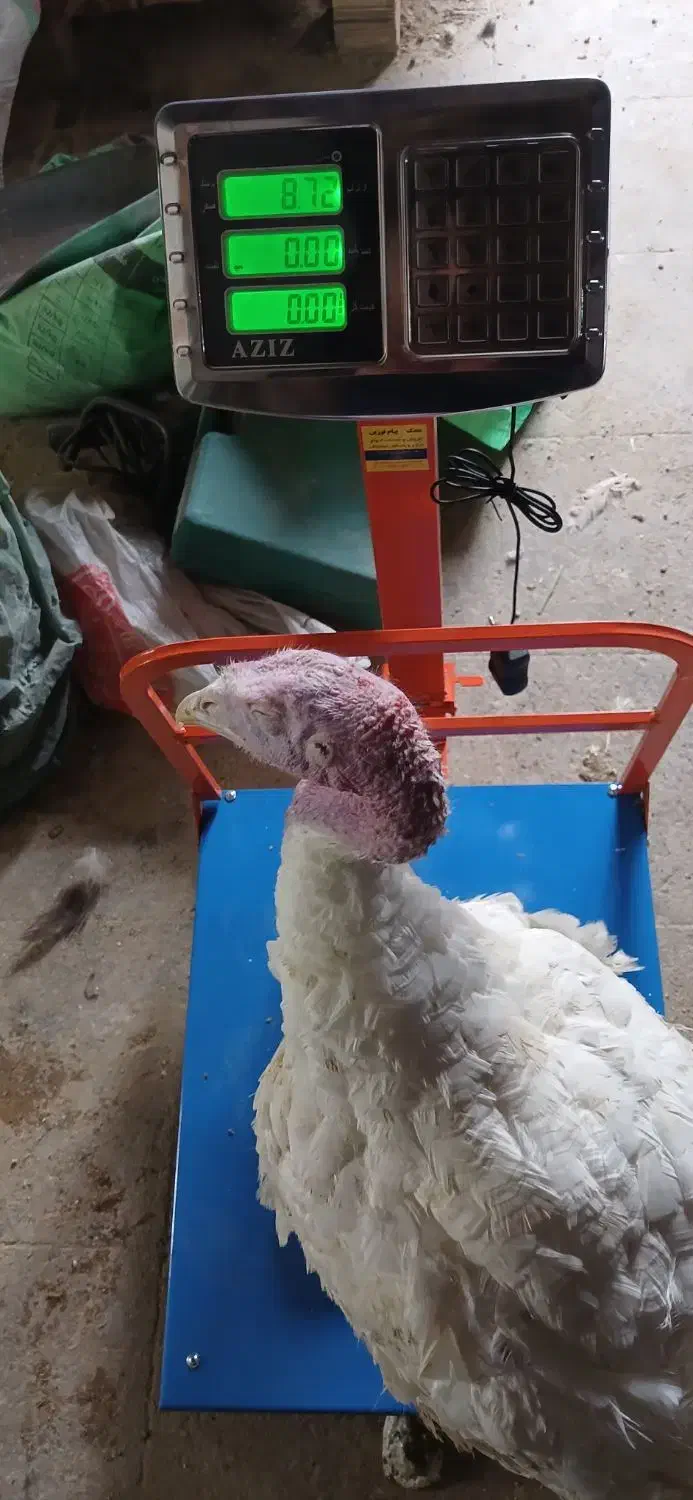 بوقلمون بیوتی سلام و بسیار ارگانیک|حیوانات مزرعه|ساوه, |دیوار