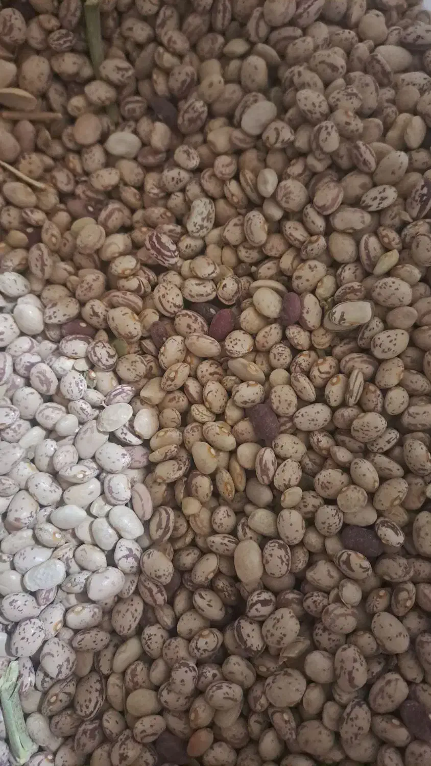 لوبیا با قیمت مناسب|خوردنی و آشامیدنی|اقلید, |دیوار