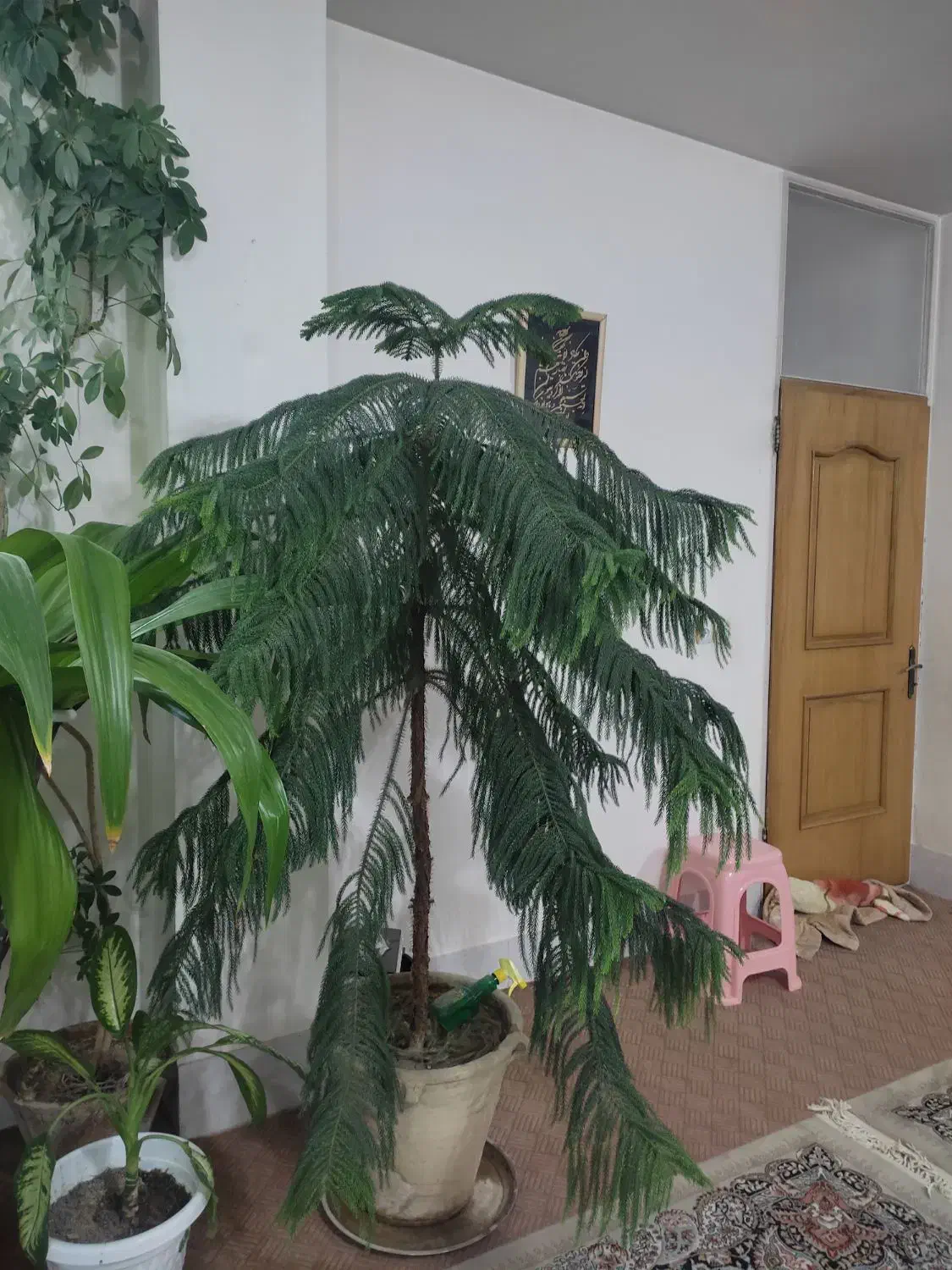 دو عدد کاج مطبق و یک عدد سوسن عنکبوتی|گل و گیاه طبیعی|فلاورجان, |دیوار