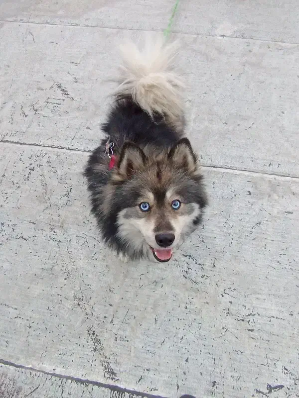 سگ چشم یخی|سگ|کهریزک, |دیوار