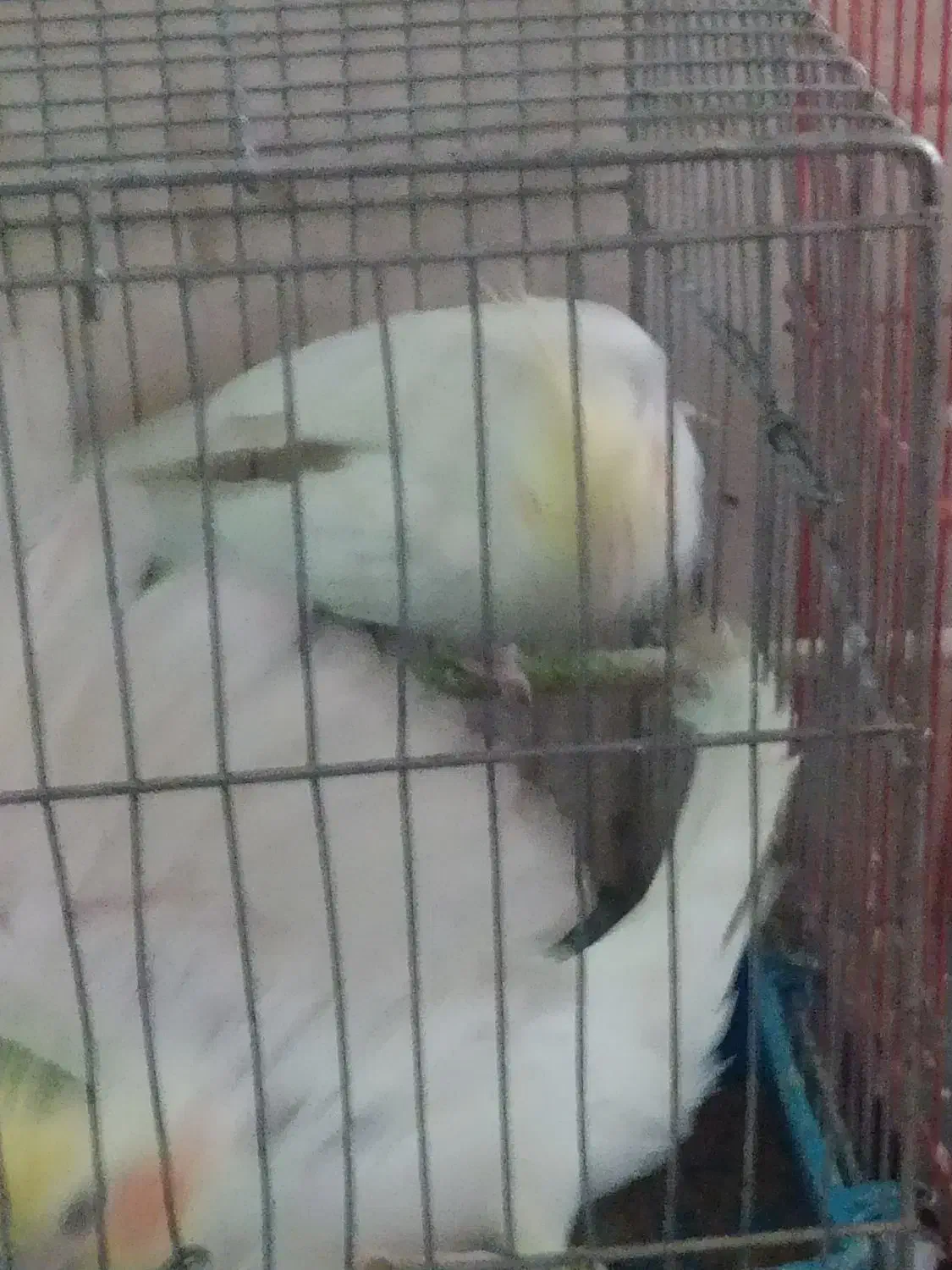 عزوس هلندی نروماده|پرنده|تهران, افسریه جنوبی|دیوار