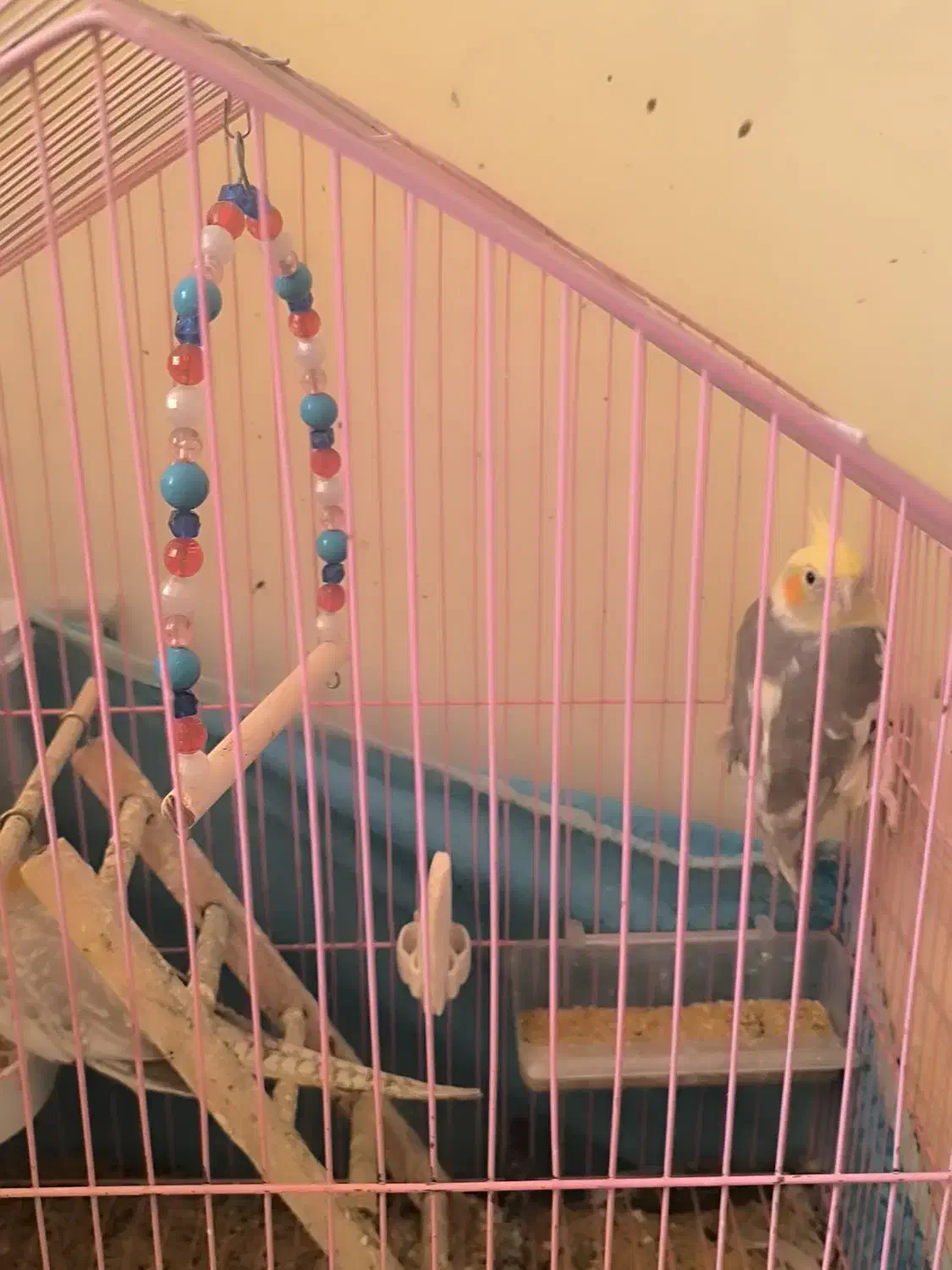 عروس هلندی|پرنده|آبدانان, |دیوار