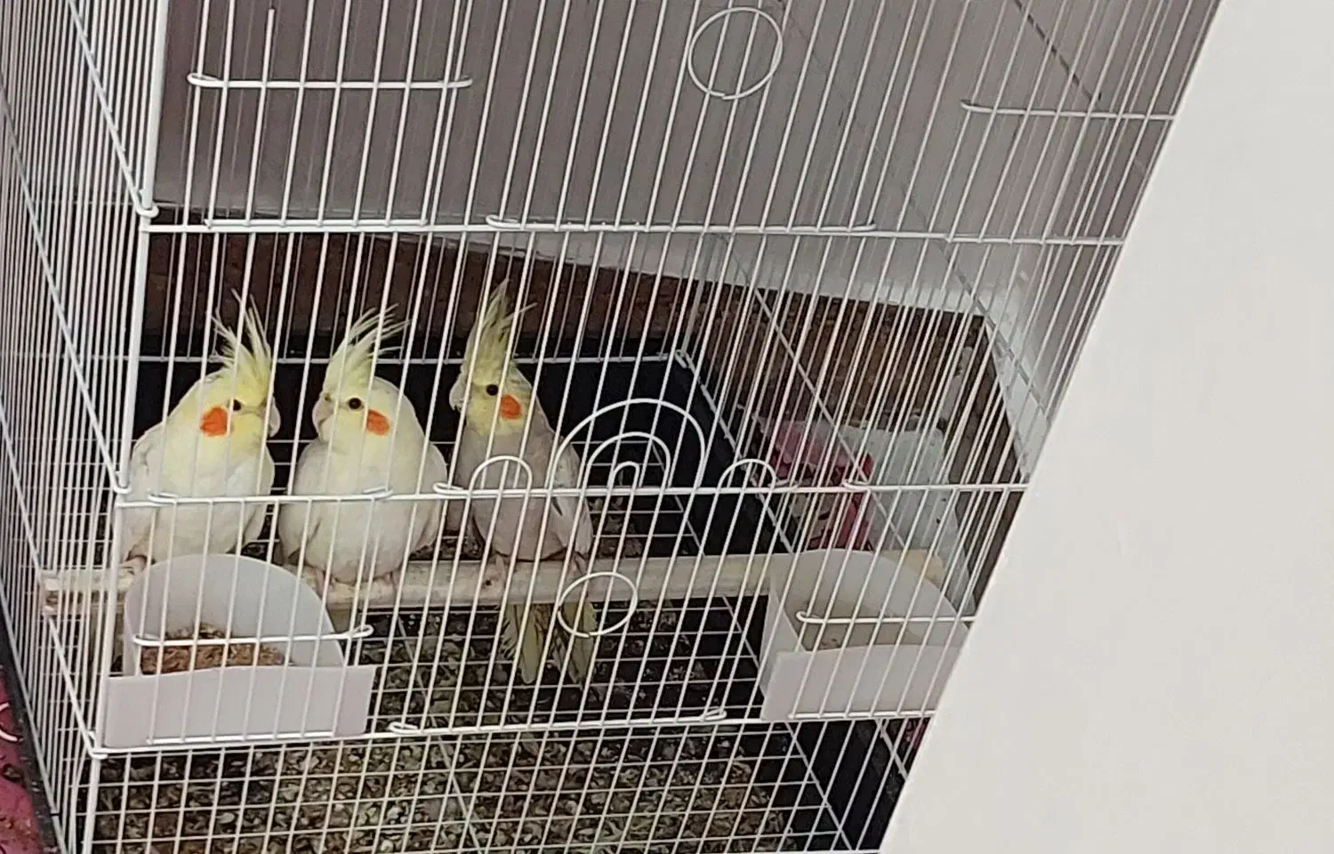 عروس هلندی|پرنده|رشت, حومه رشت|دیوار