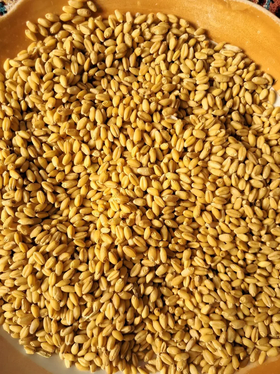 گندم کوه دشت|عمدهفروشی|آبش احمد, |دیوار