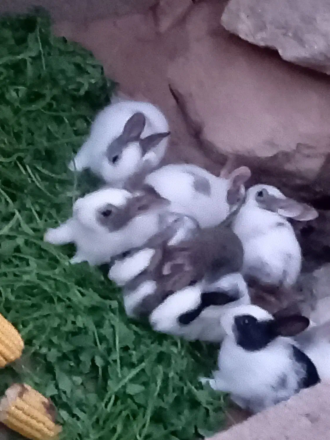 خرگوش|موش و خرگوش|جوین, |دیوار