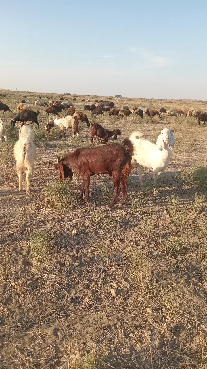 بزغاله|حیوانات مزرعه|انبارآلوم, |دیوار