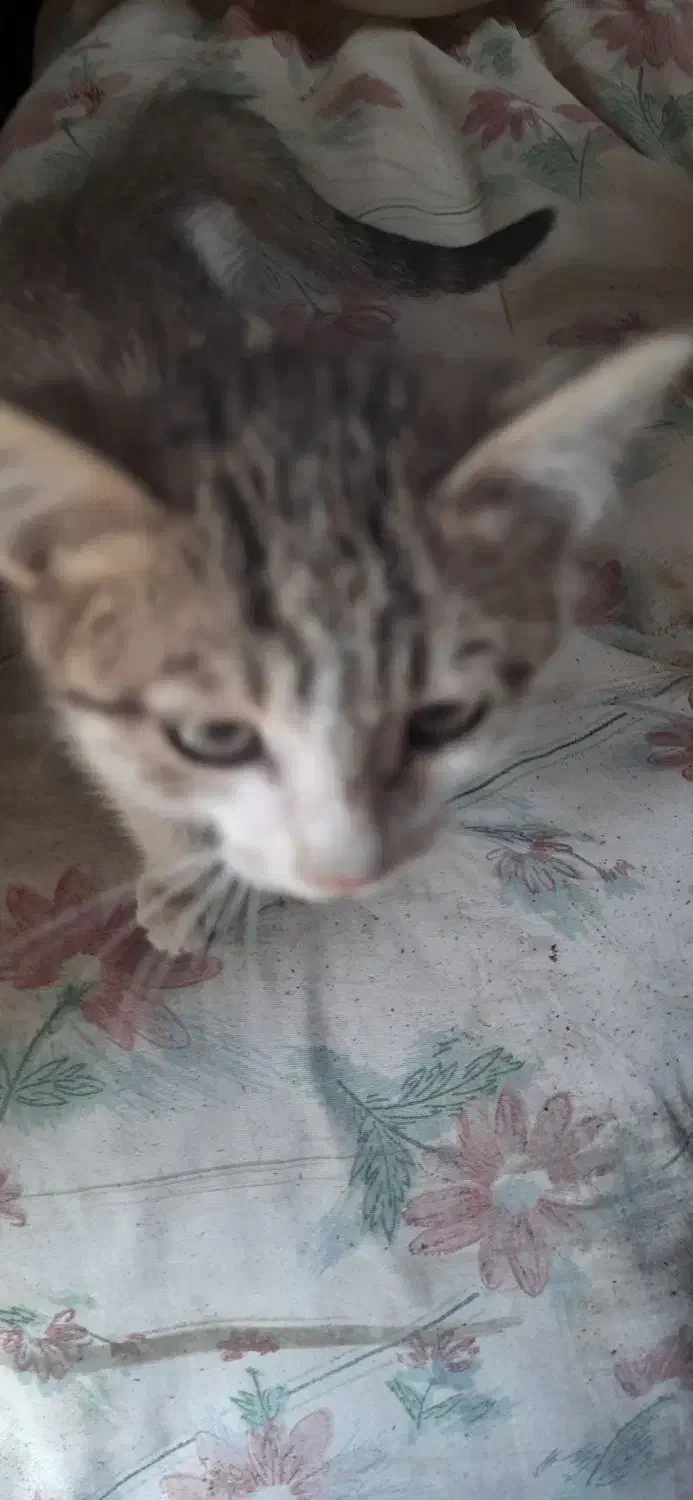 گربه|گربه|نیشابور, باغرود|دیوار