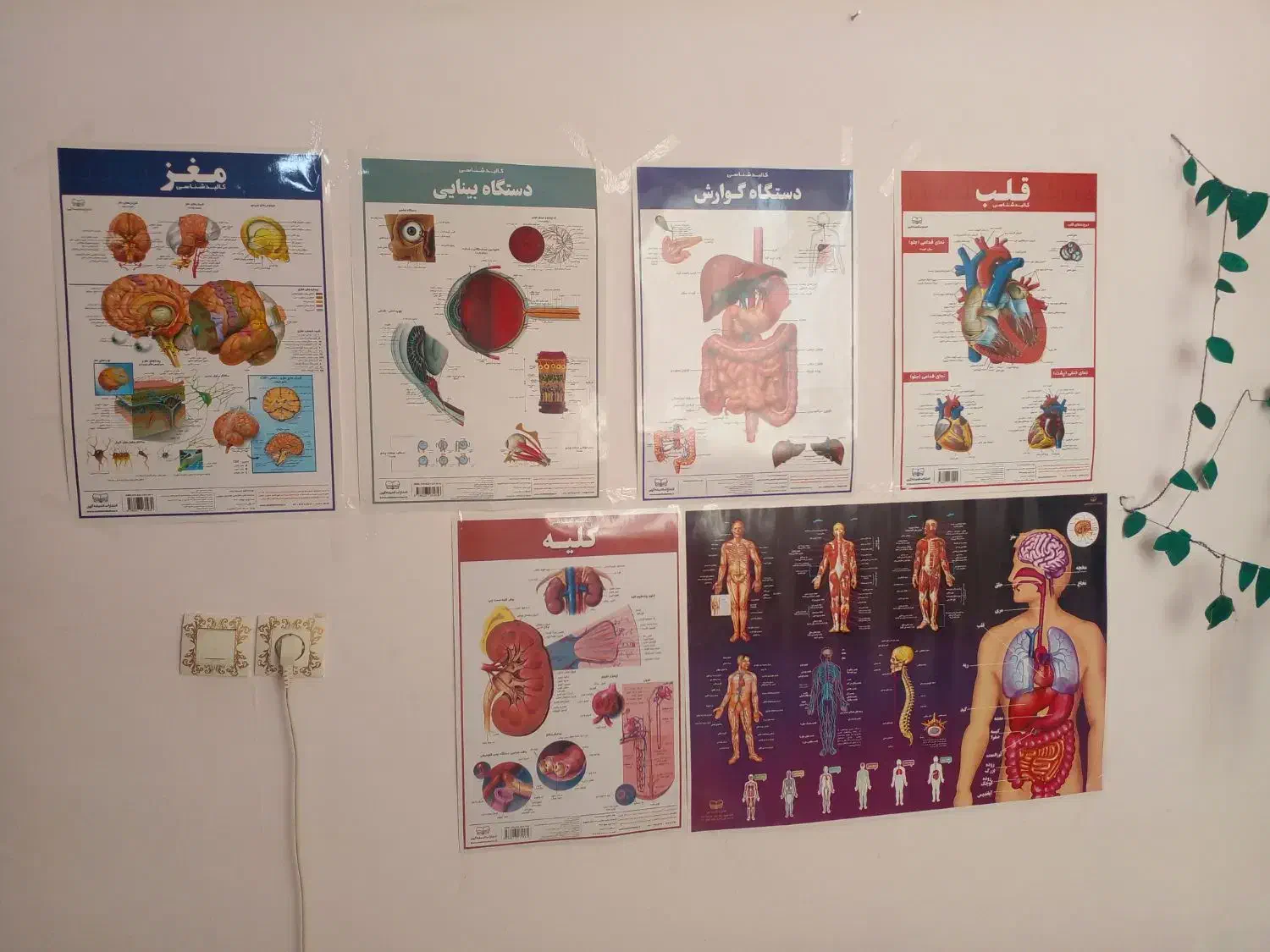 ۶ عدد پوستر آناتومی|لوازم التحریر|فولادشهر, C1|دیوار