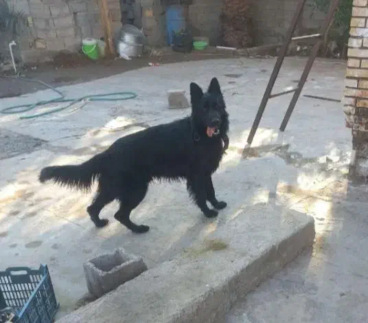 ژرمن شولاین|سگ|بم, |دیوار