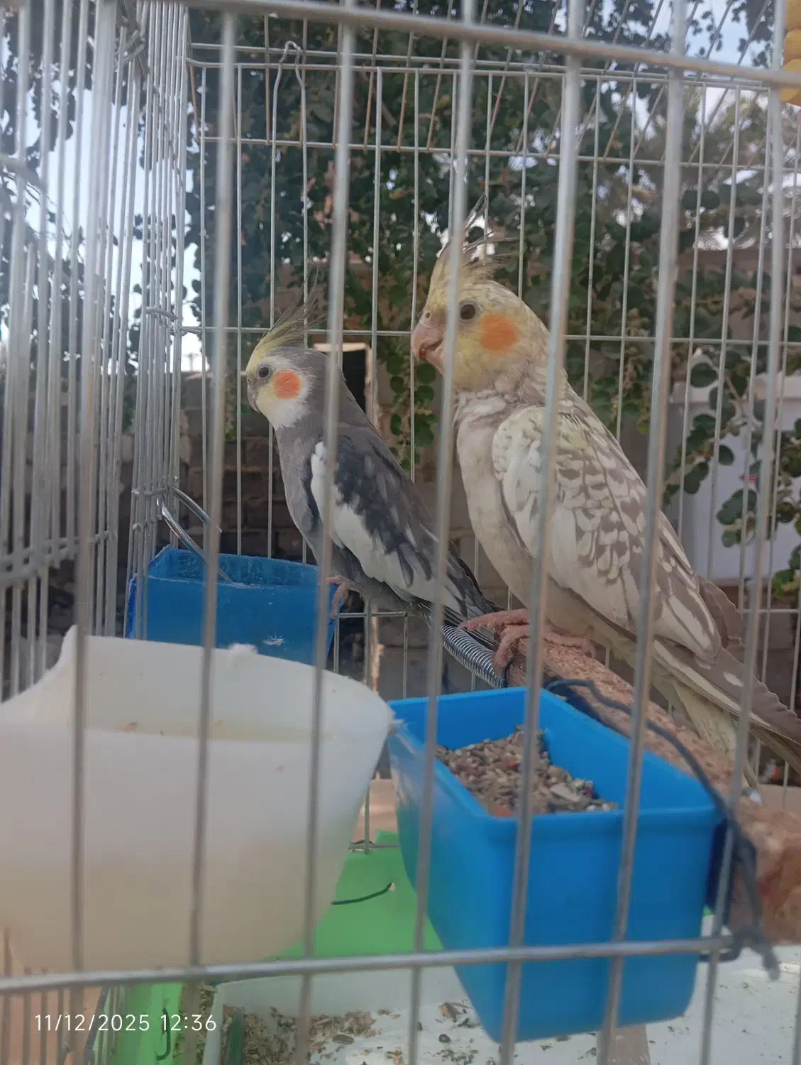 عروس هلندی|پرنده|ایرانشهر, |دیوار