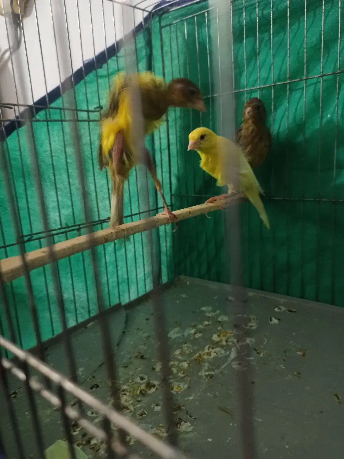 قناری جیور|پرنده|کرمانشاه, |دیوار