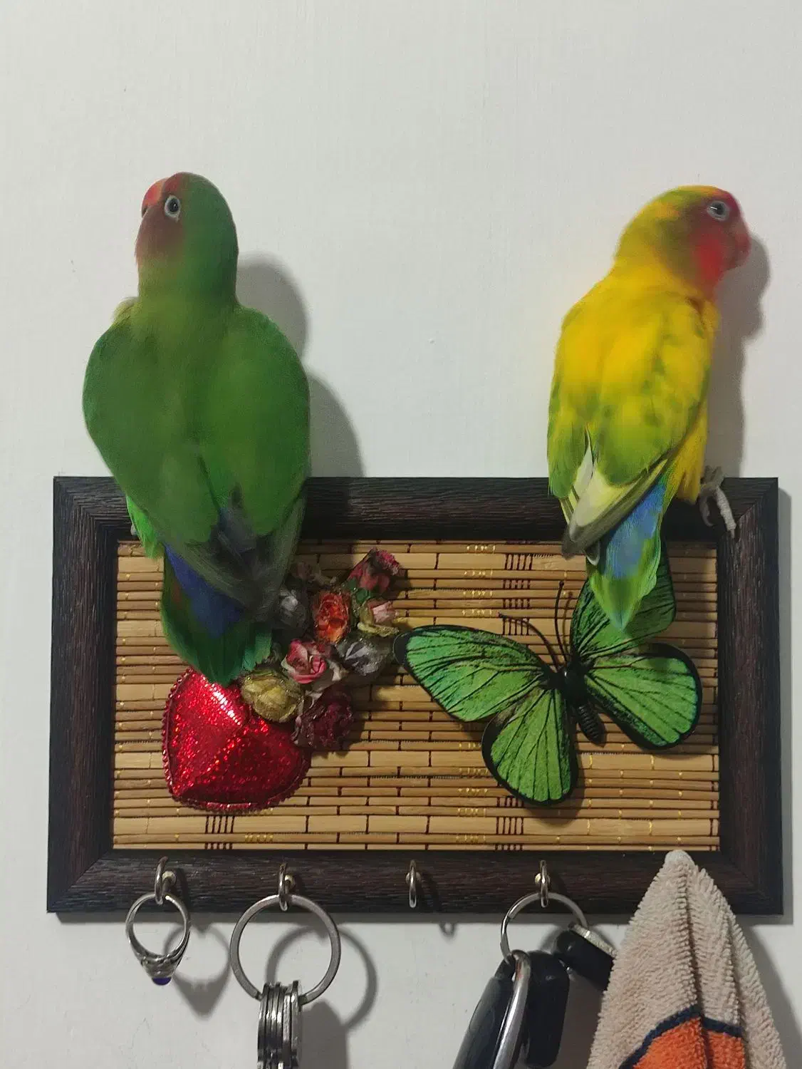 جفت برزیلی مولد بازدید صحنه معاوضه دارم|پرنده|صحنه, |دیوار