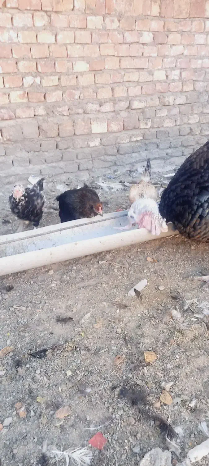 مرغ محلی|حیوانات مزرعه|زاهدان, |دیوار