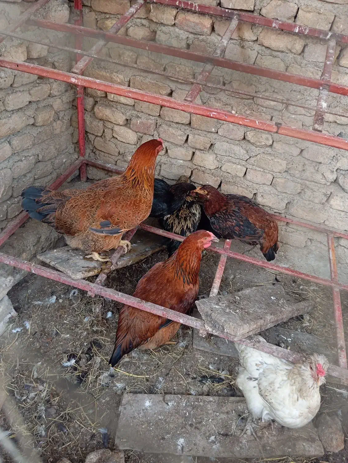 مرغ نوچه|حیوانات مزرعه|مزرعه کتول, |دیوار