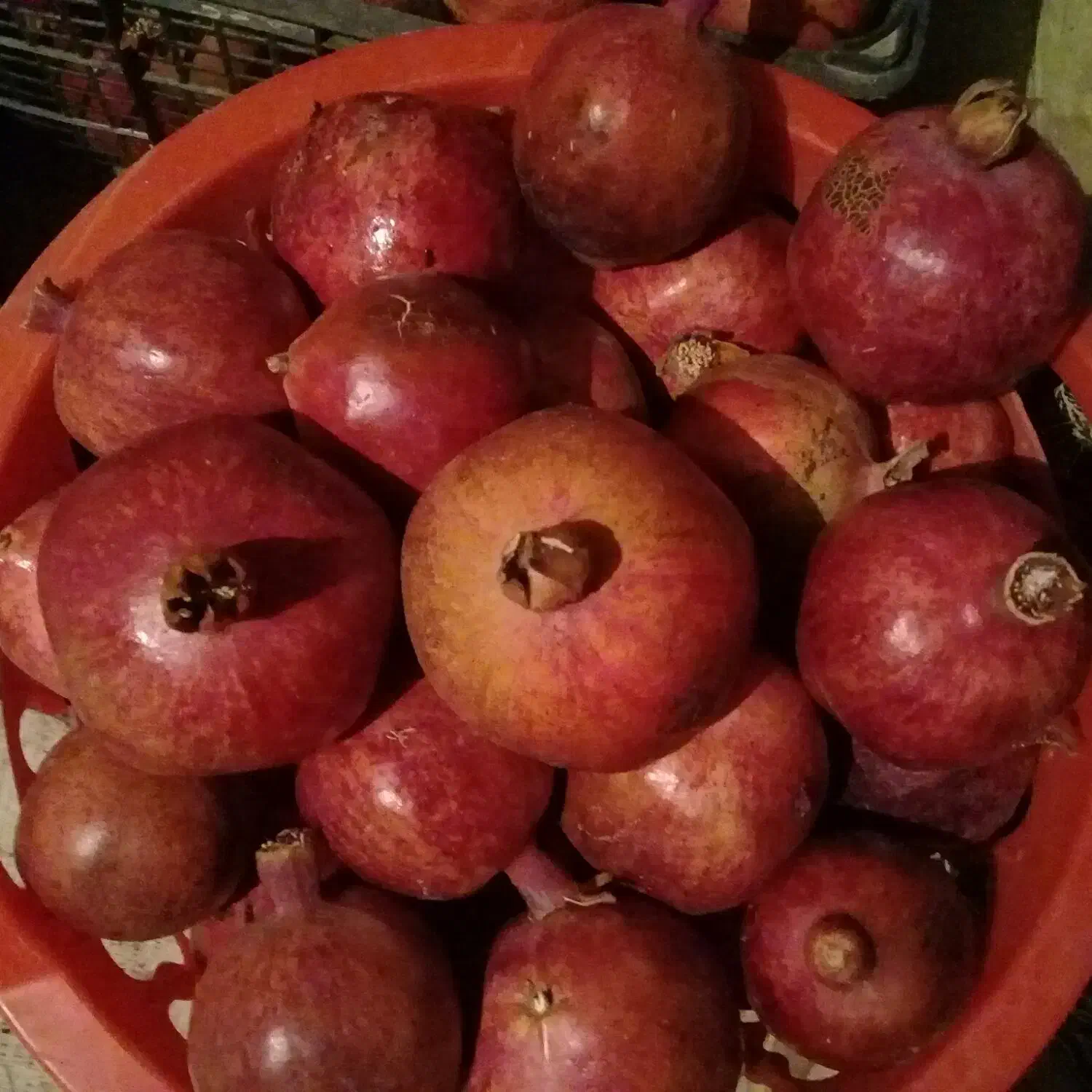 انار|خوردنی و آشامیدنی|فردوس (خراسان), |دیوار