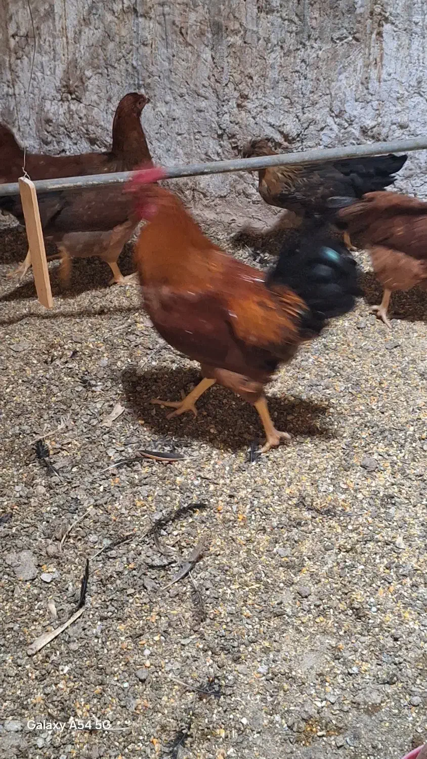 خروس گلپایگانی ۶ماهه|حیوانات مزرعه|یزد, |دیوار