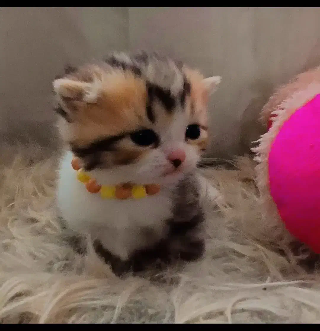 بچه گربه نر چینچیلا|گربه|دماوند, گیلاوند|دیوار