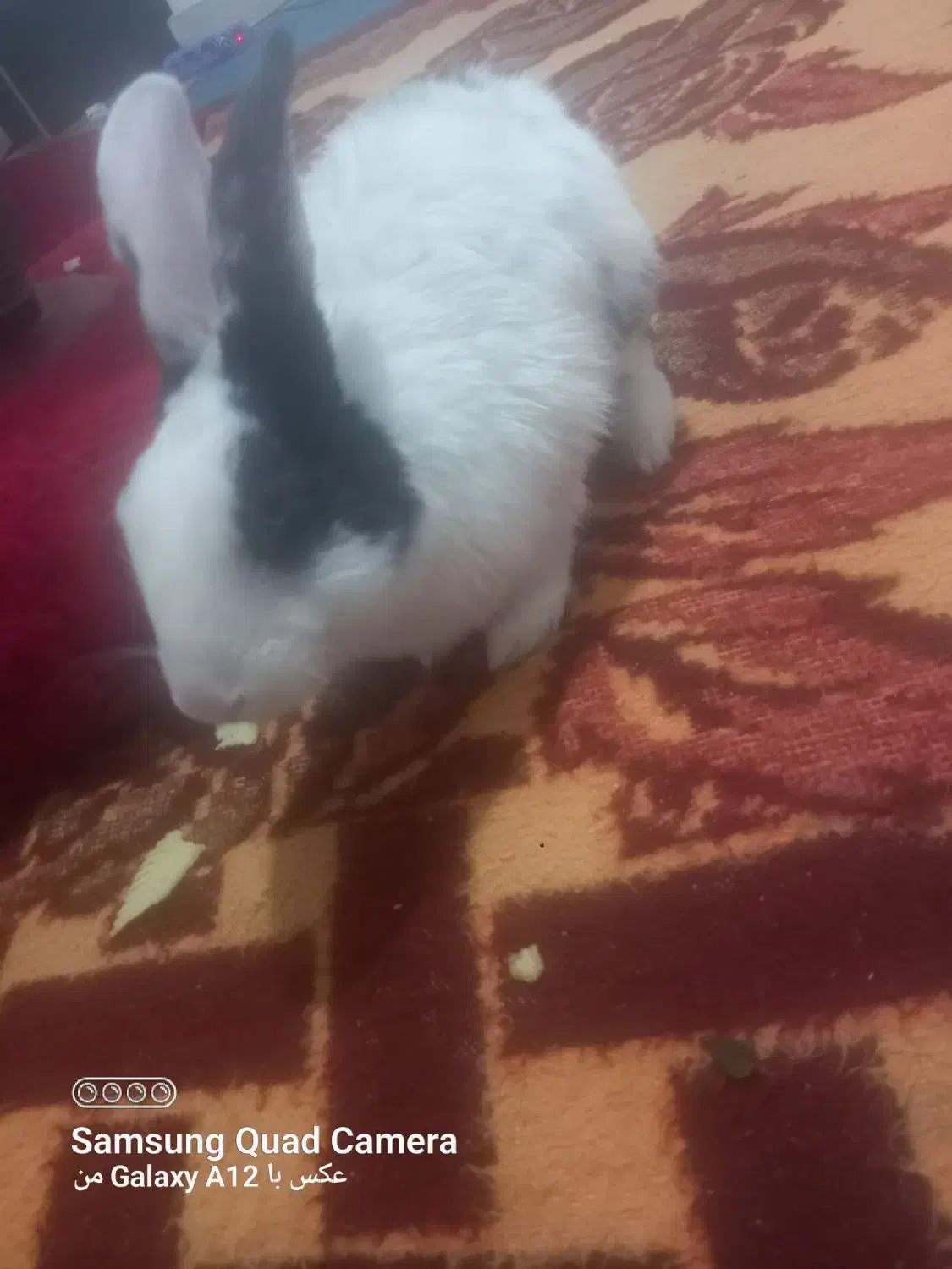 خرگوش|موش و خرگوش|خرمآباد, |دیوار