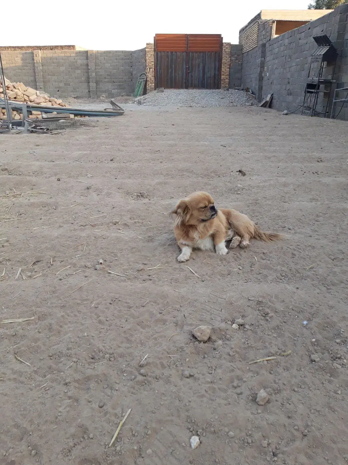 سگ باهوشوسالم|سگ|ورامین, شهرک صنعتی خیرآباد|دیوار