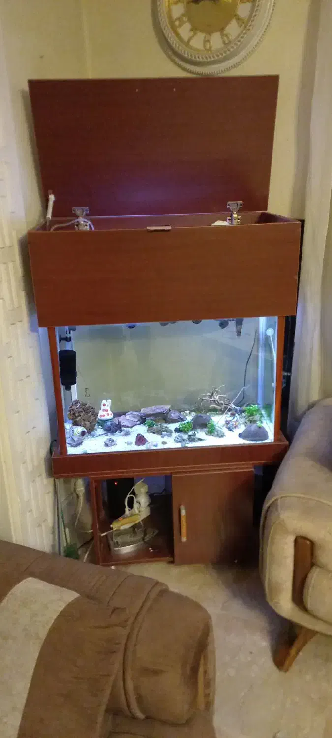 اکواریوم|ماهی|تهران, هفت حوض|دیوار