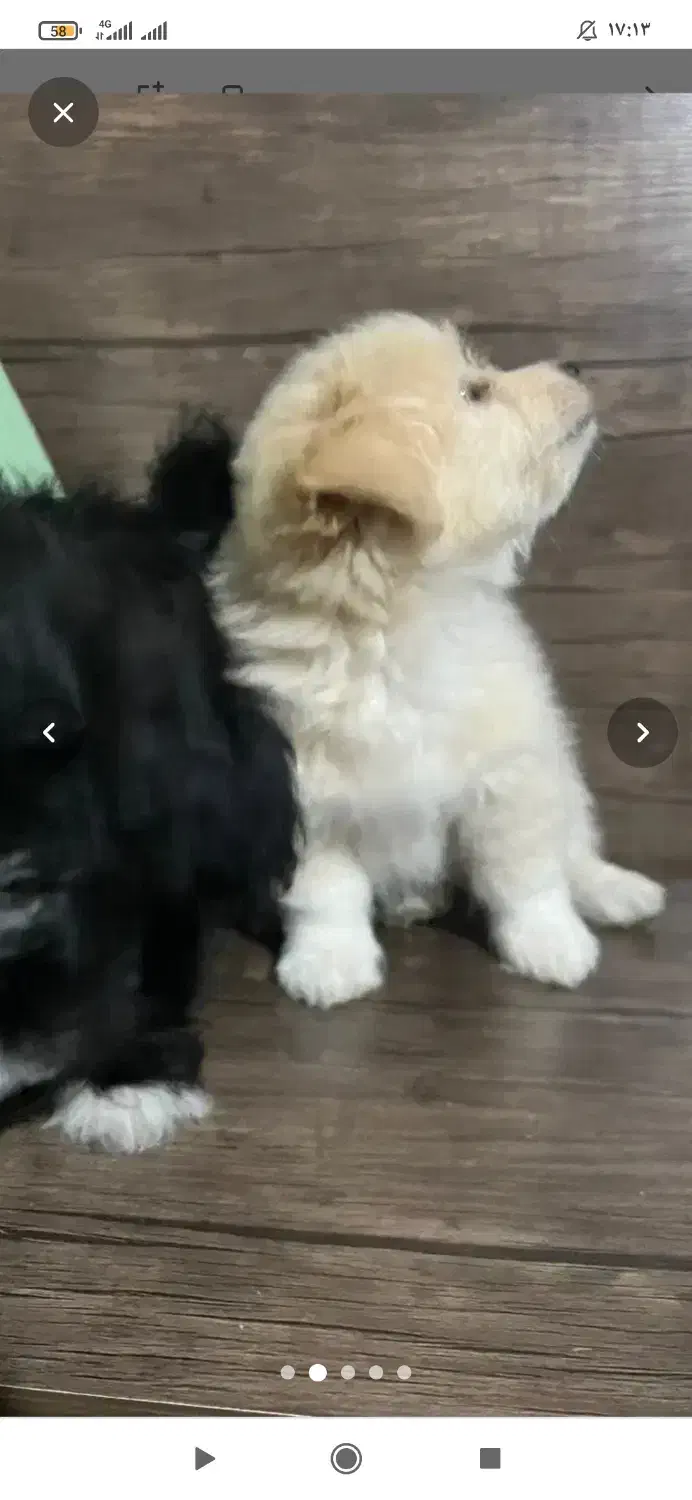 سگ اشپیز|حیوانات|بندرعباس, |دیوار