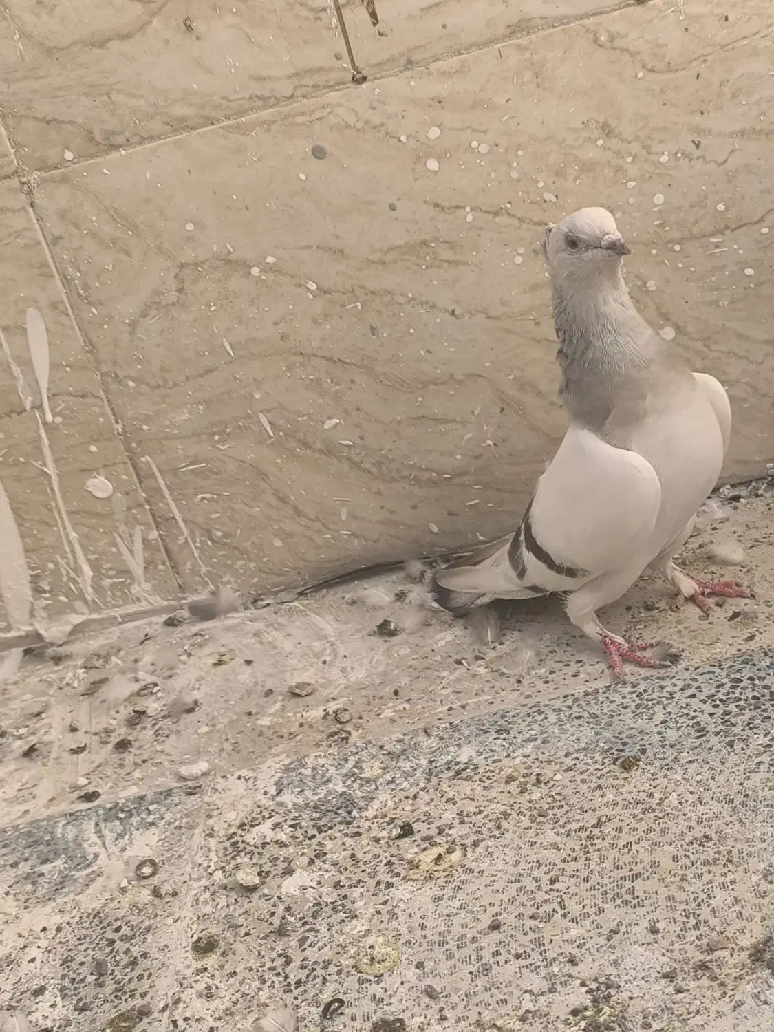 نقره ای یاسوسنی وقره طاووسی|پرنده|قم, مجیدیه|دیوار