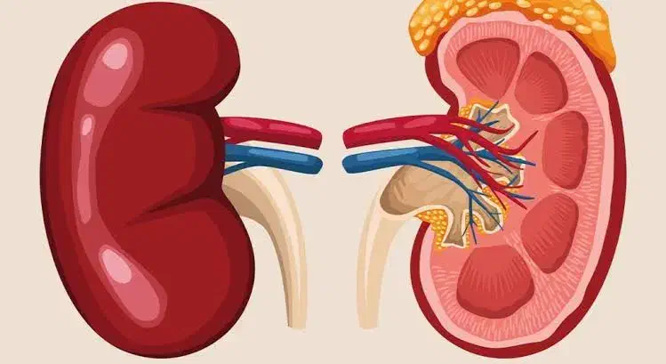 راهنمایی در مورد کلیه|فعالیت داوطلبانه|پردیس, فاز ۱۱|دیوار