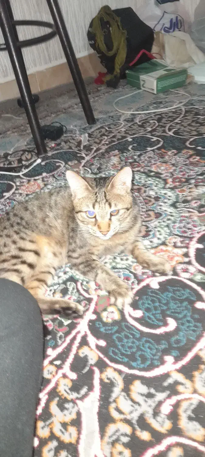 گربه خانگی|گربه|رشت, جانبازان|دیوار