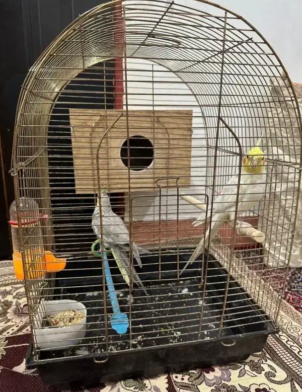 عروس هلندی جفت|پرنده|اردبیل, |دیوار