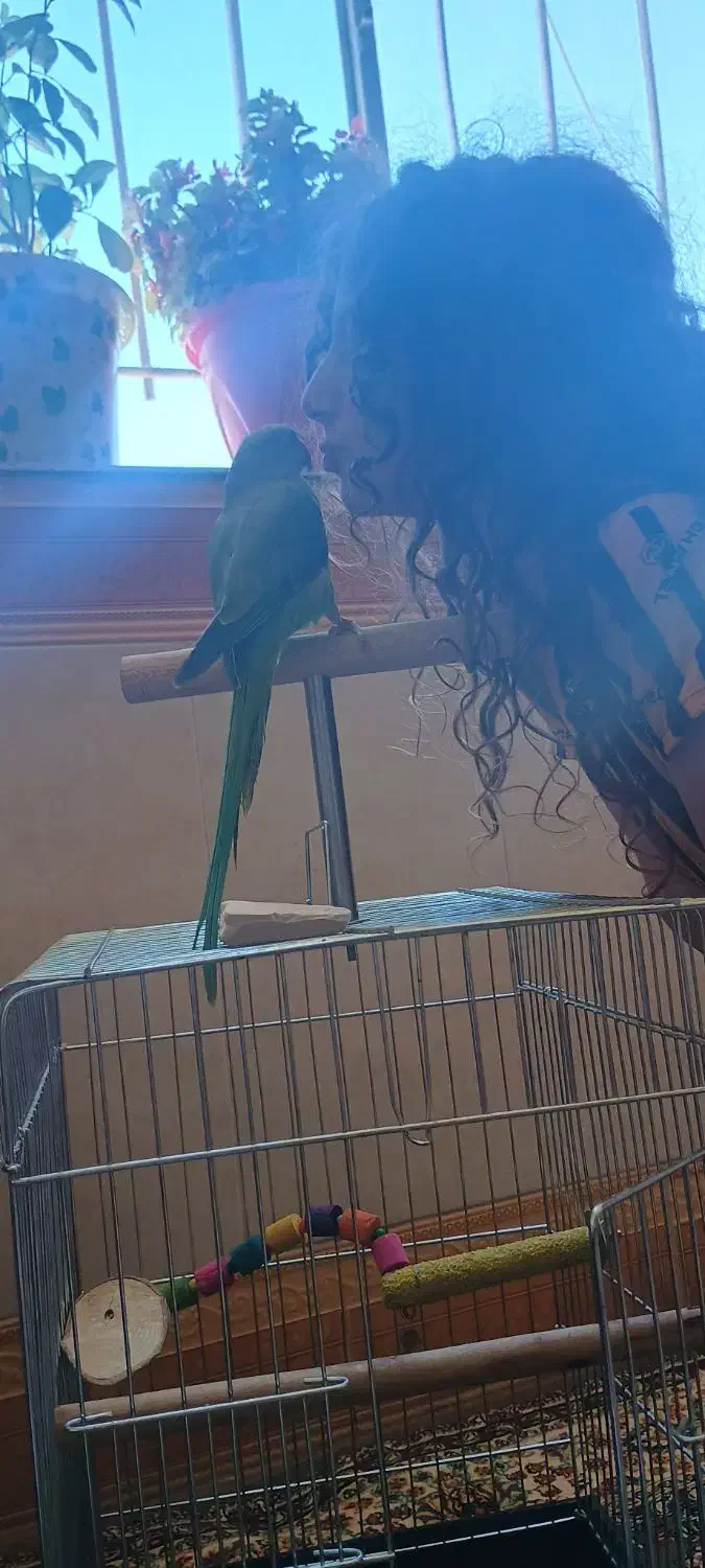 طوطی ملنگو|پرنده|کرمانشاه, |دیوار