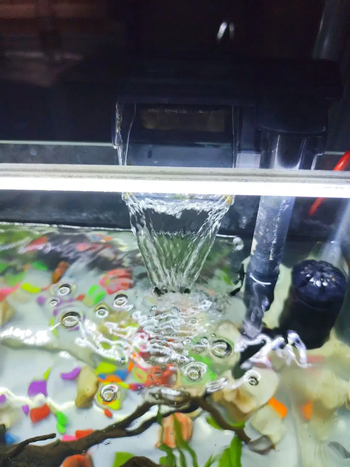 آکواریوم|ماهی|ری, اقدسیه|دیوار