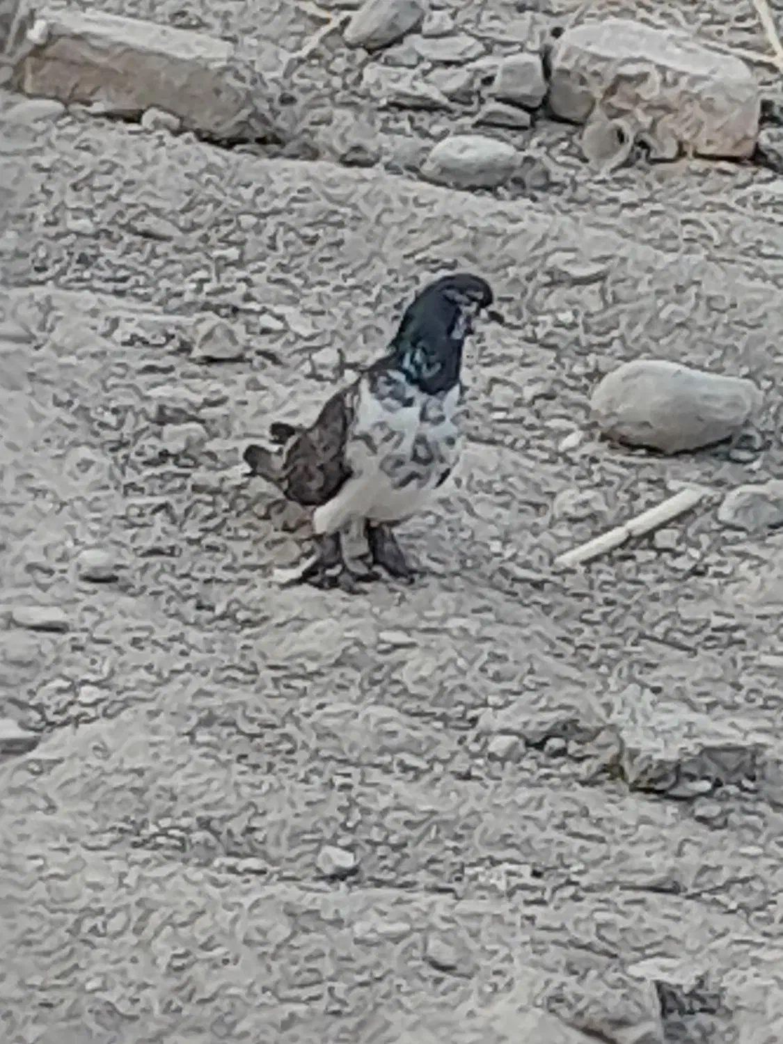 کبوتر|پرنده|ایرانشهر, |دیوار