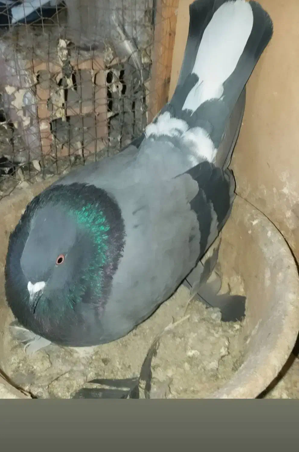 کفتر باخت رفته|حیوانات|اسلام‌شهر, شهرک واوان|دیوار