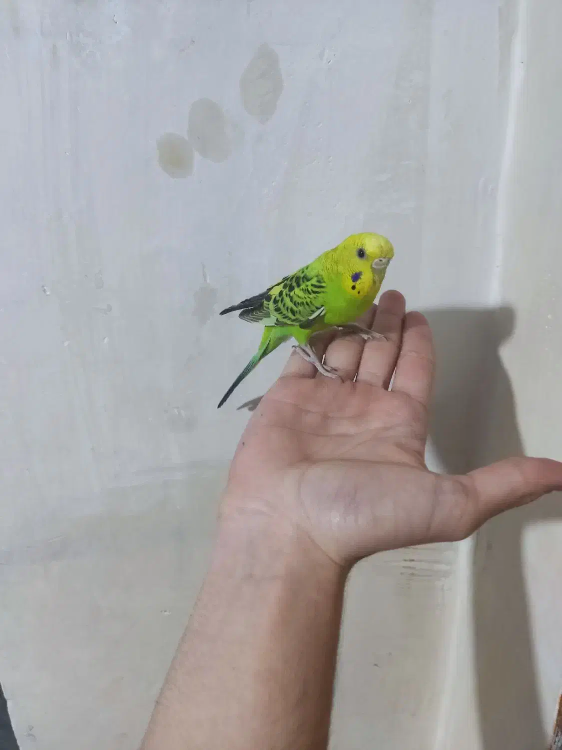 دو عدد مرغ عشق|پرنده|صوفیان, |دیوار