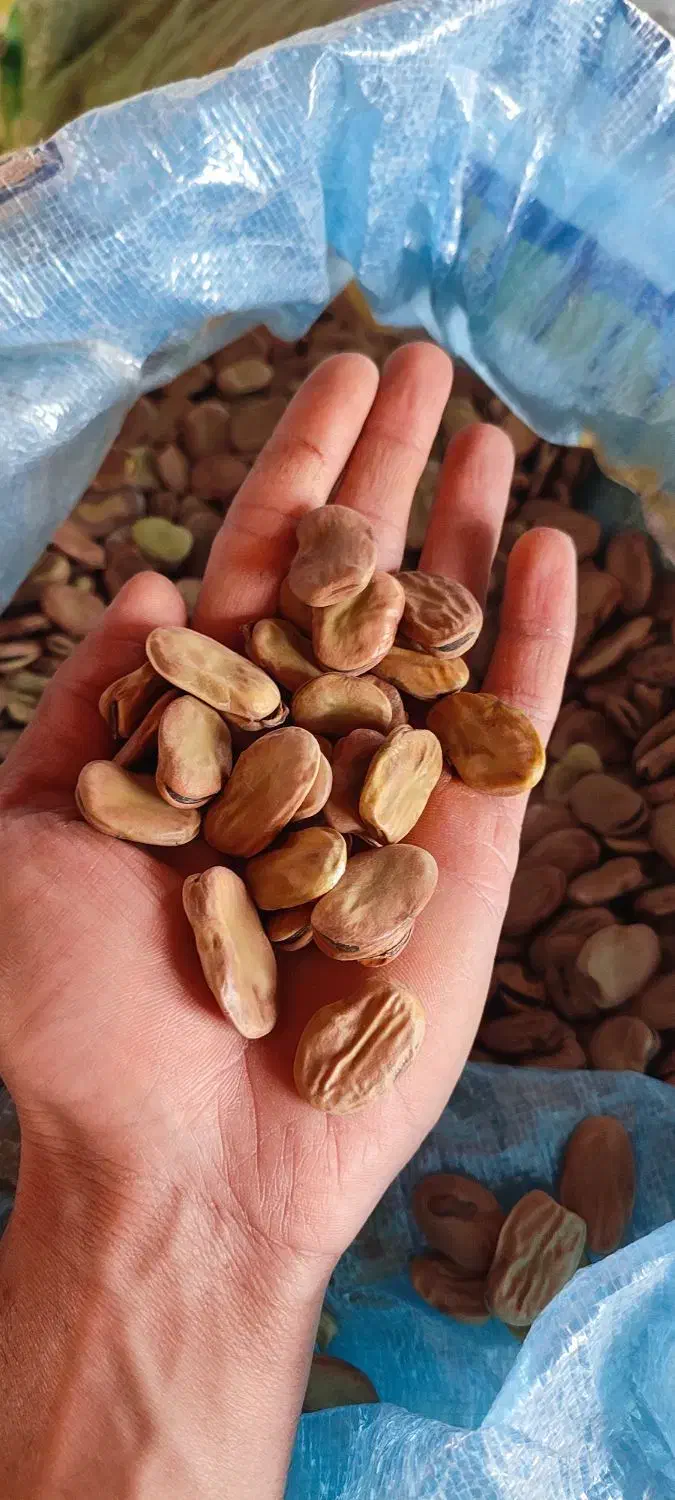 باقالا درشت درجه یک بذری|خوردنی و آشامیدنی|بهشهر, |دیوار