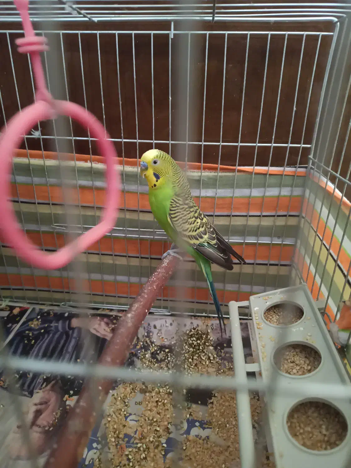 مرغ عشق با قفس و لوازم اضافی|پرنده|رودهن, |دیوار