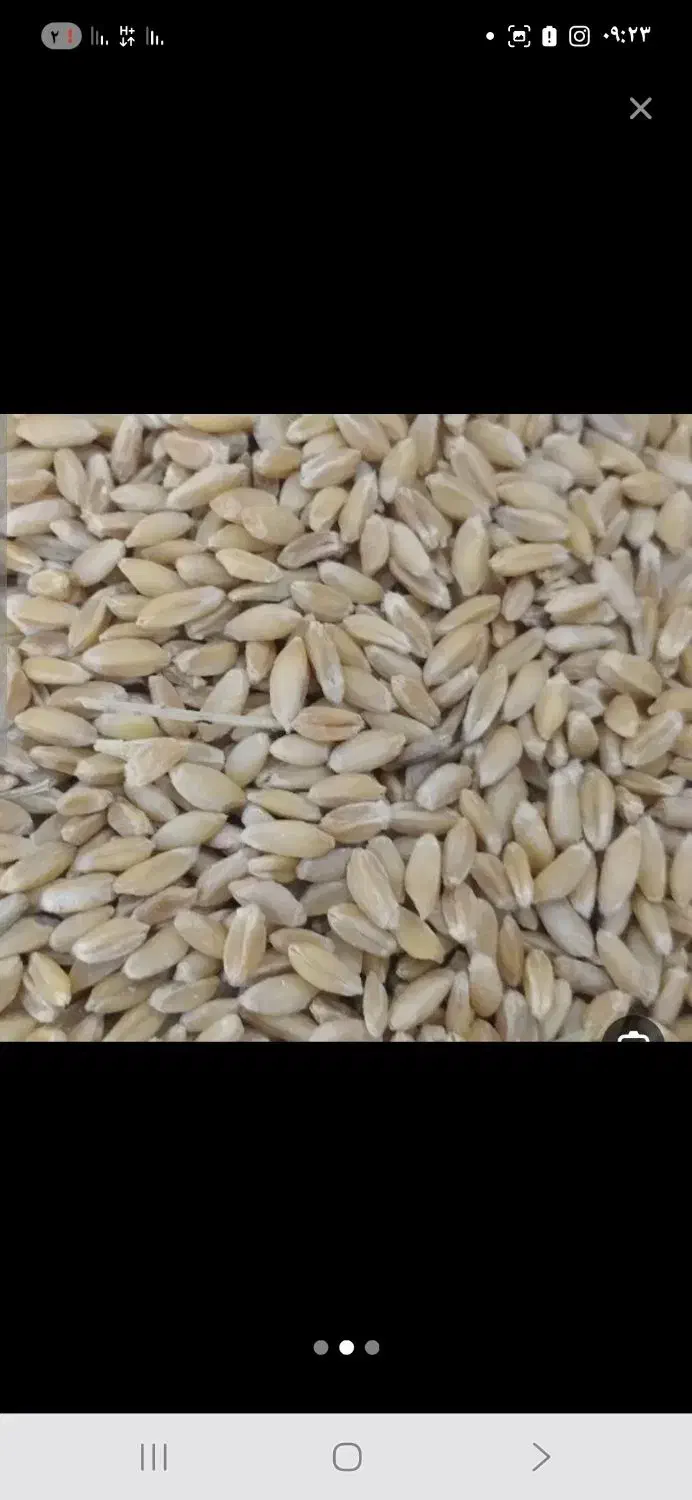 گندم بذری فروش فوری|خوردنی و آشامیدنی|دیواندره, |دیوار