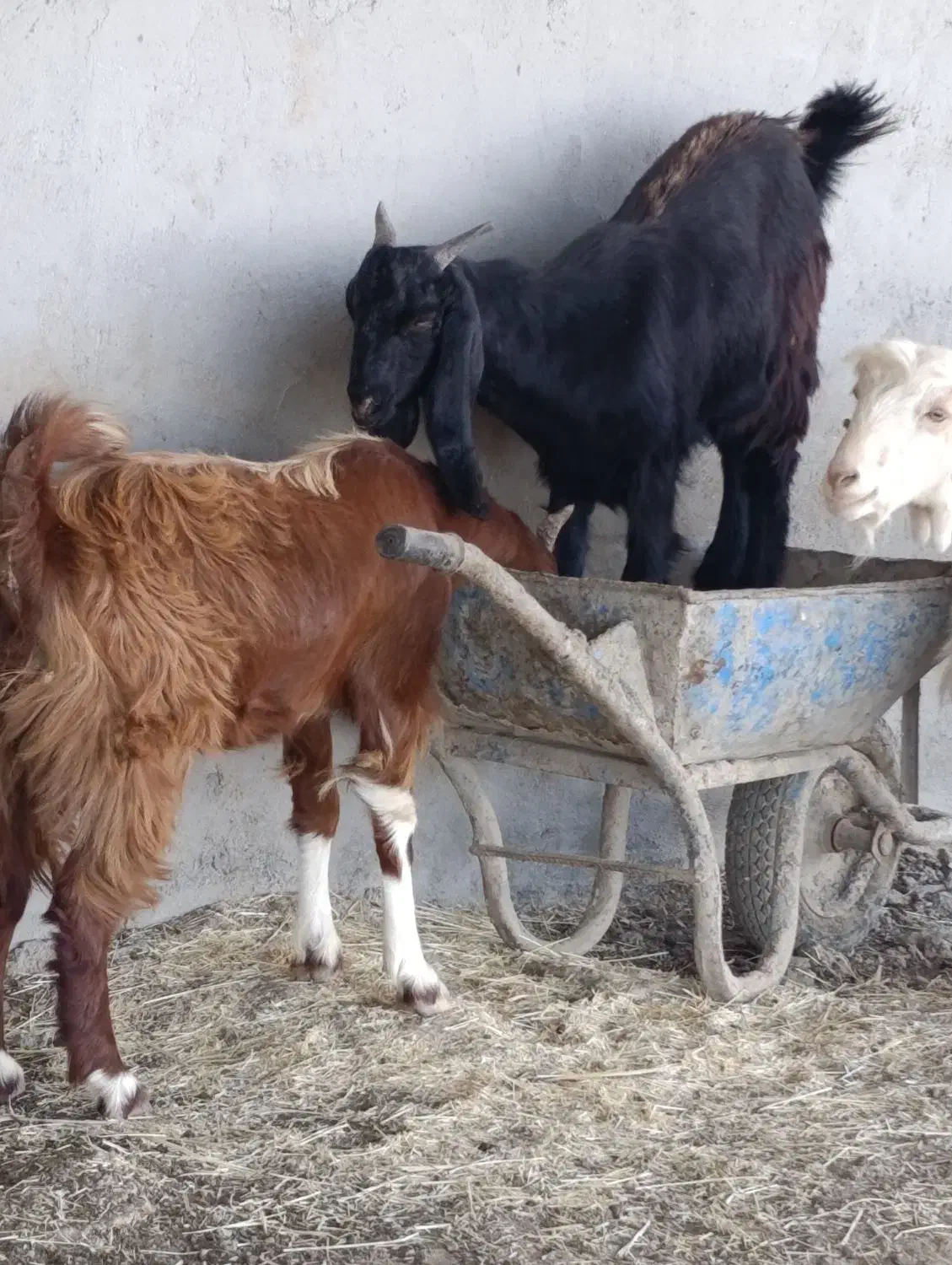 بز  فروشی|حیوانات مزرعه|اندیمشک, |دیوار