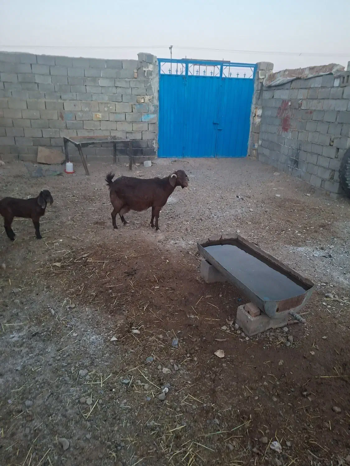 بزجمل زا|حیوانات مزرعه|تربت جام, جامرود|دیوار