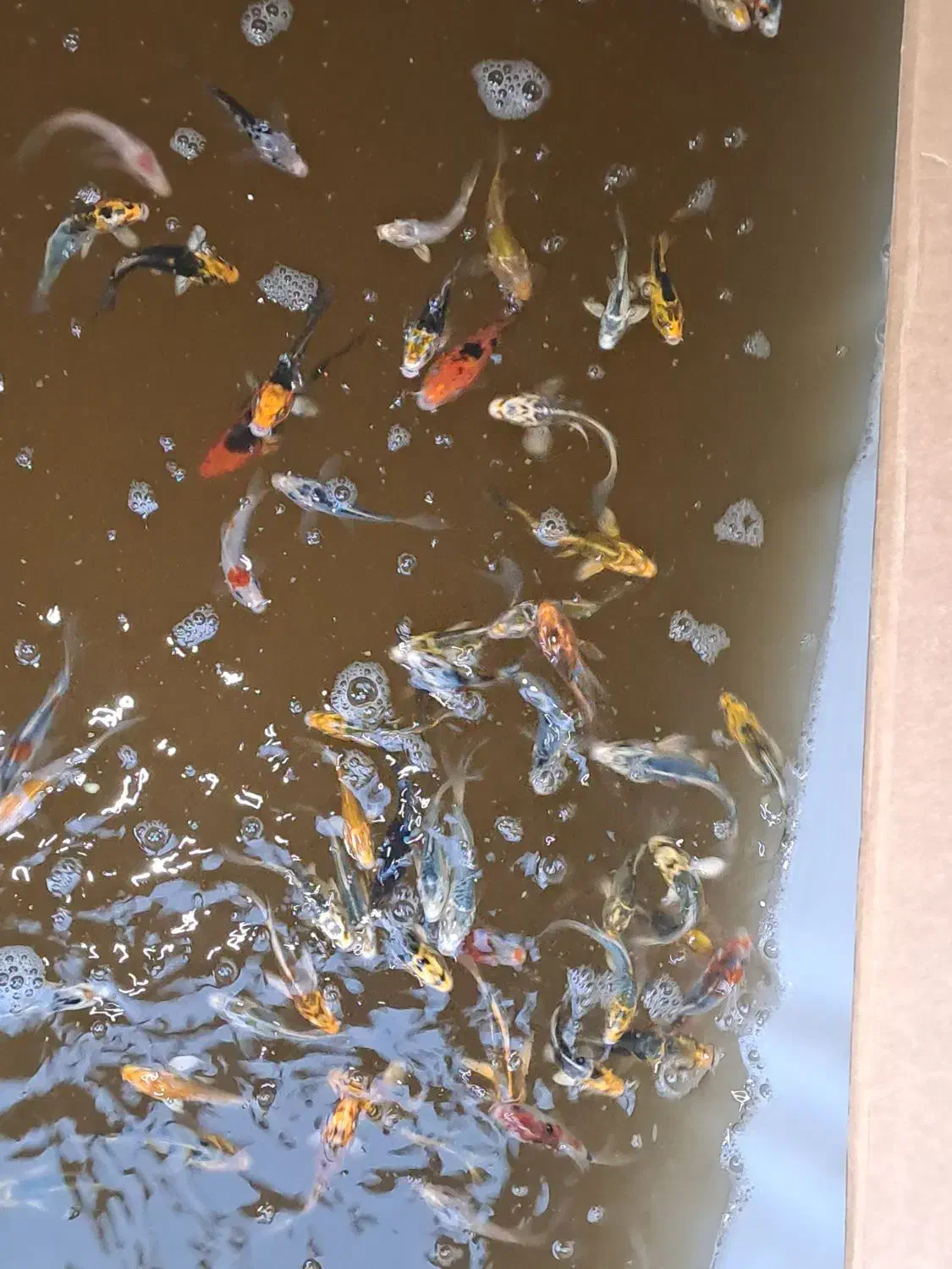 ۱۰۰ درصد چرم و باله بلند|ماهی|شیراز, زند|دیوار