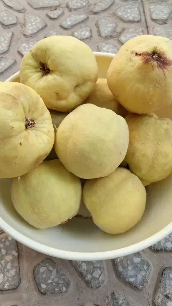 الو  و به و کشمش آفتابی ارزان|خوردنی و آشامیدنی|یزد, |دیوار