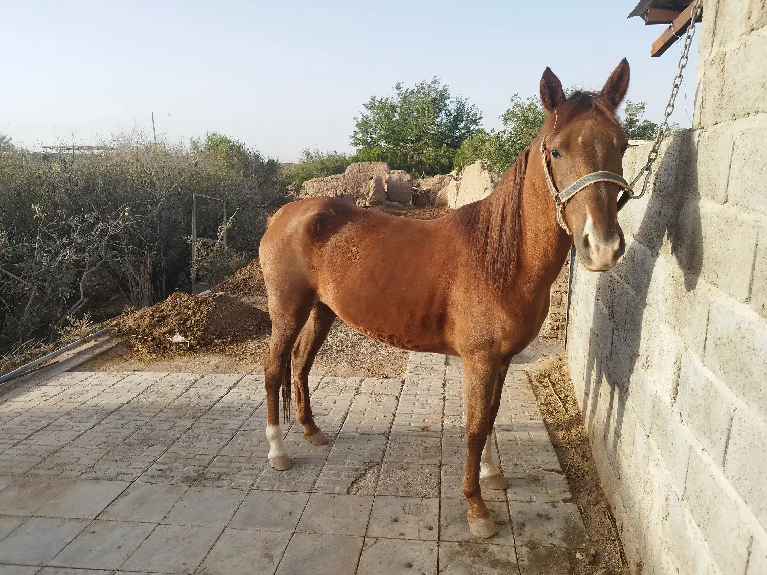 اسب مادیون|اسب و تجهیزات اسبسواری|زرند, |دیوار