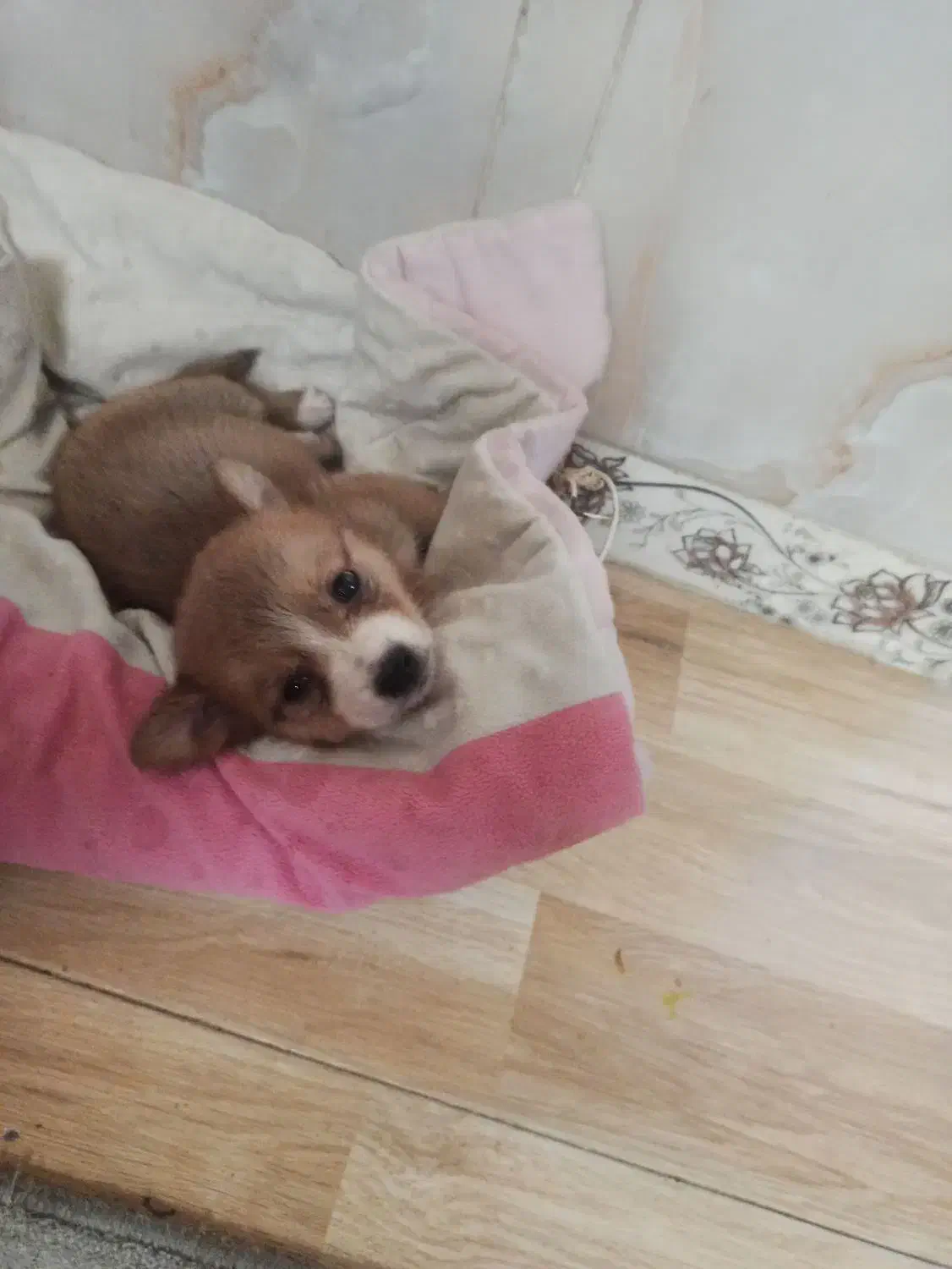 پامر|سگ|ملارد, |دیوار