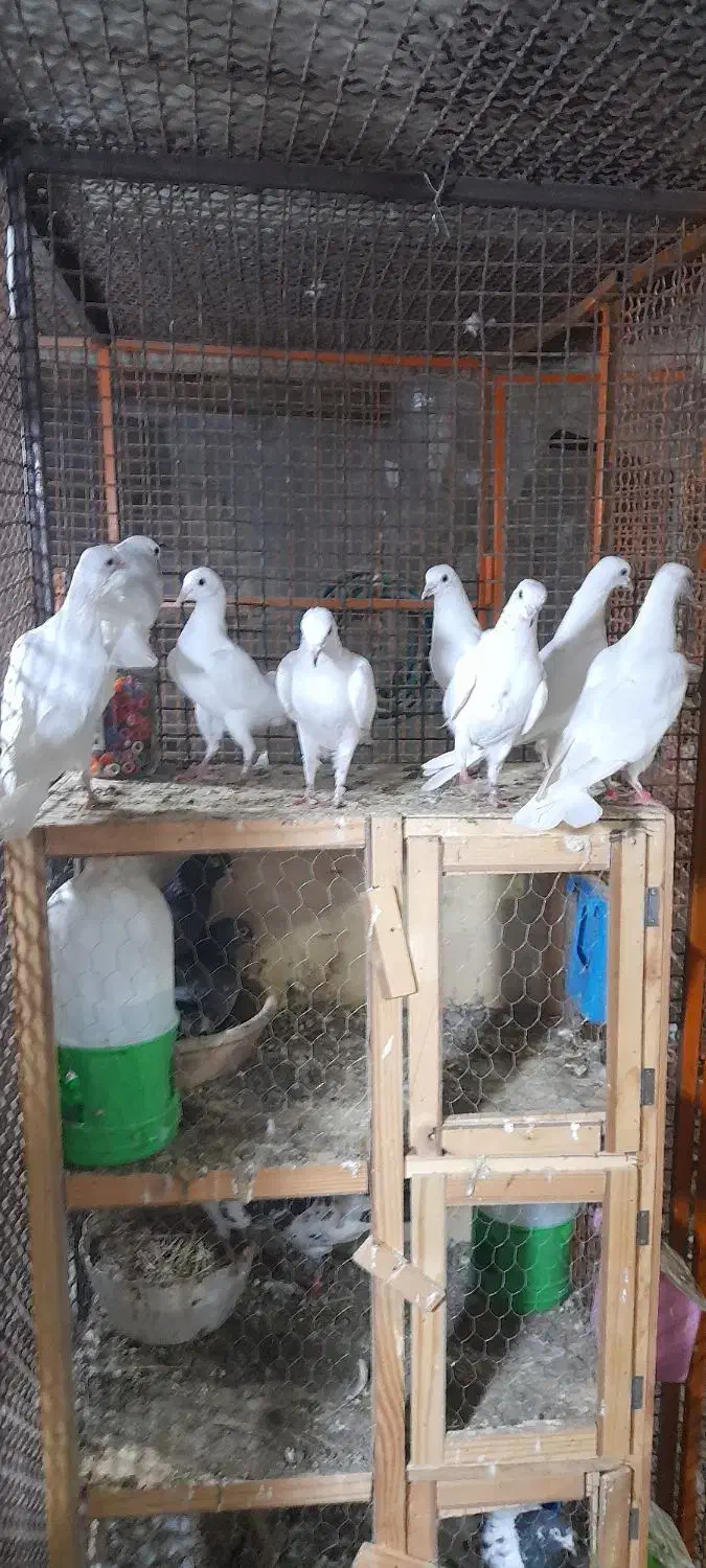 کفتر دبواله و پتی|پرنده|میناب, |دیوار