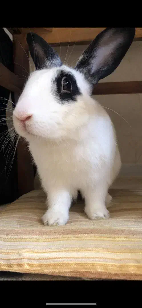 خرگوش نر اهلی به همراه قفس ووسایل|موش و خرگوش|تبریز, |دیوار